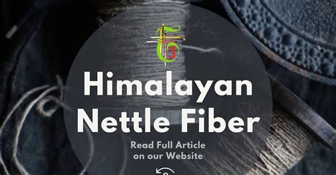  Nettle Fiber: Właściwości i zastosowania tej niezwykłej włókny naturalnej!