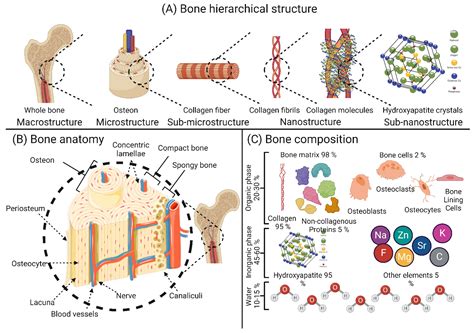  OSTEOSYNTHETIC POLYMER - NOWA ERA W BUDOWNICTWIE KOŚCI?